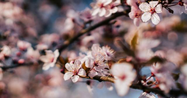 東京櫻花何時開算得出來？「600度法則」曝光